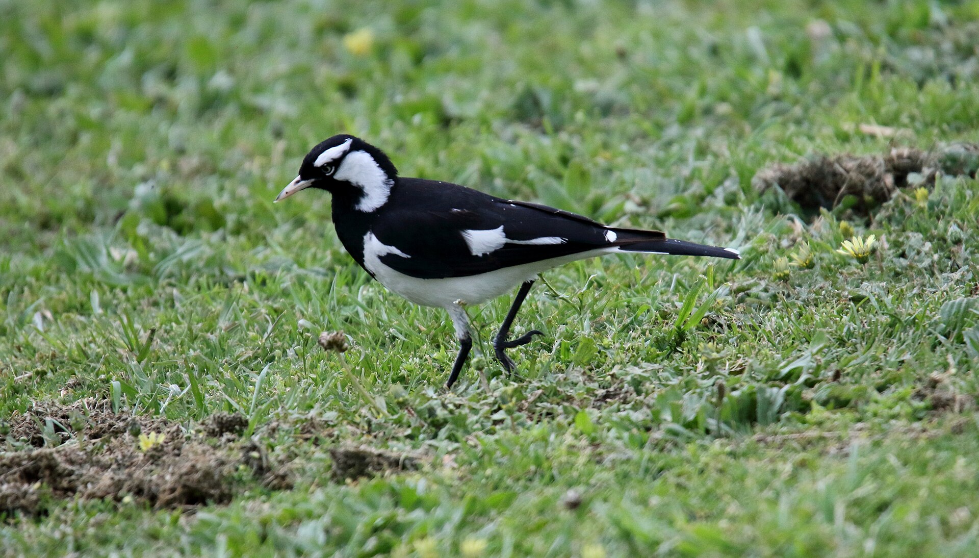 Magpie-lark Magpie-lark ()