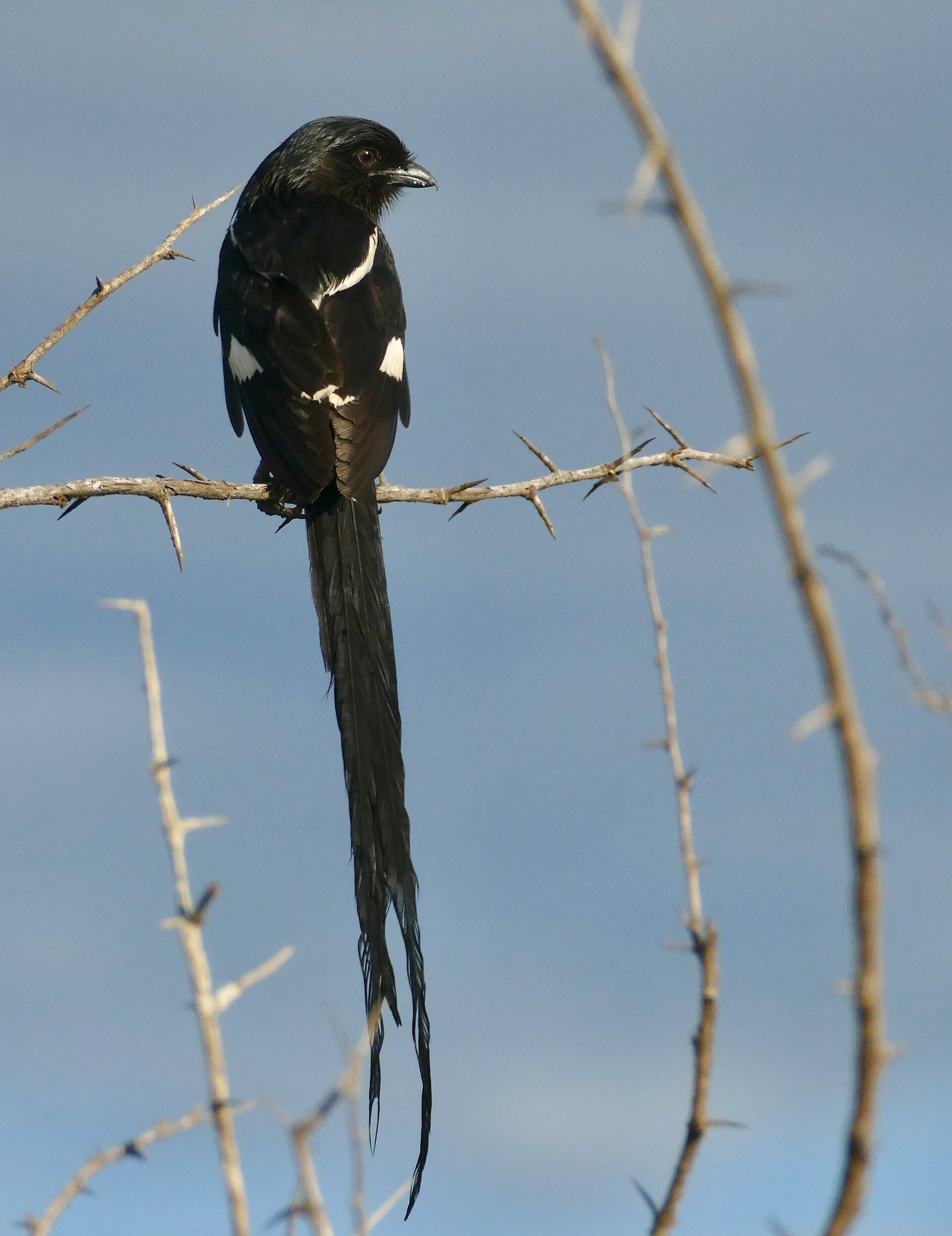 Magpie Shrike (Urolestes melanoleucus)