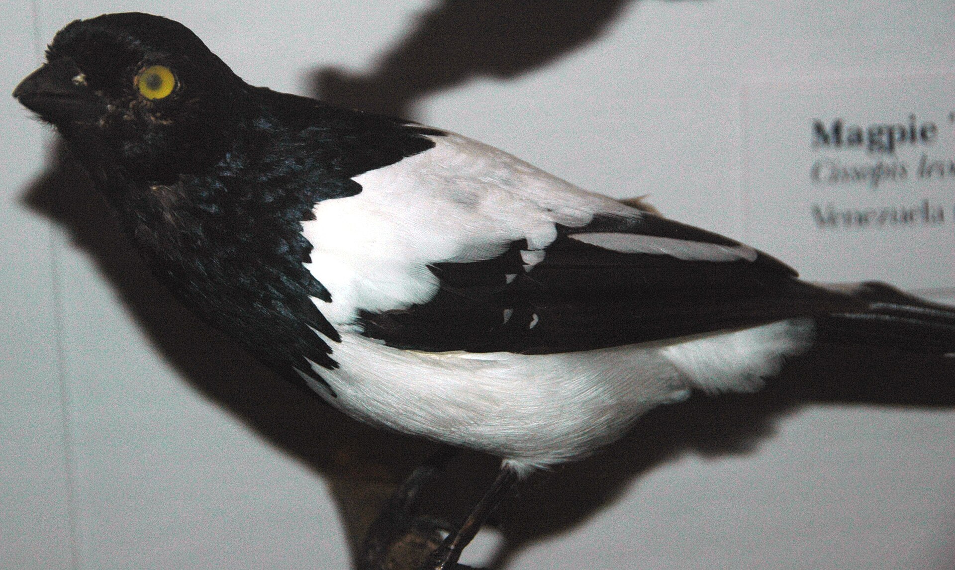 Magpie Tanager (Cissopis leverianus)