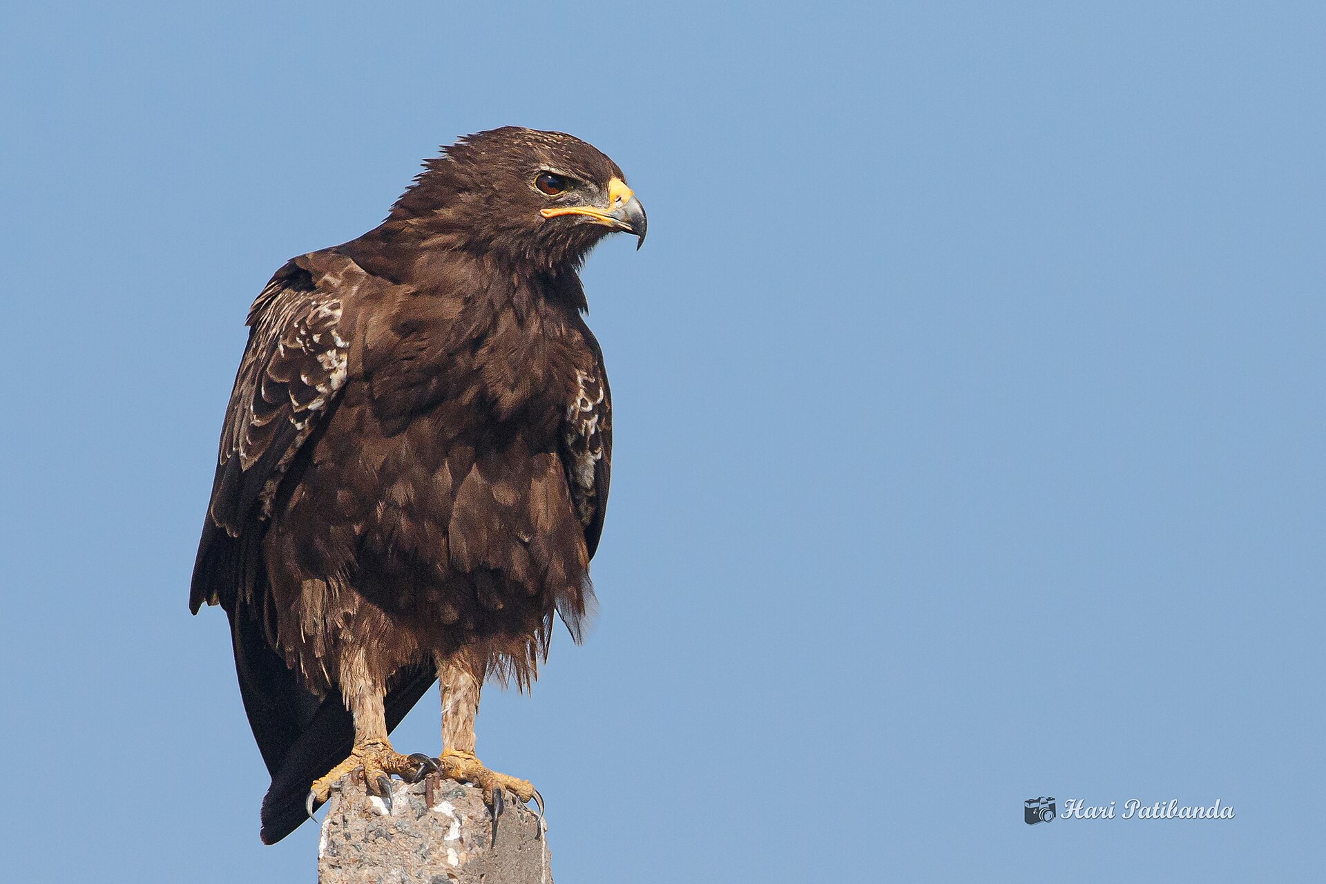 Majestic Eagle ()