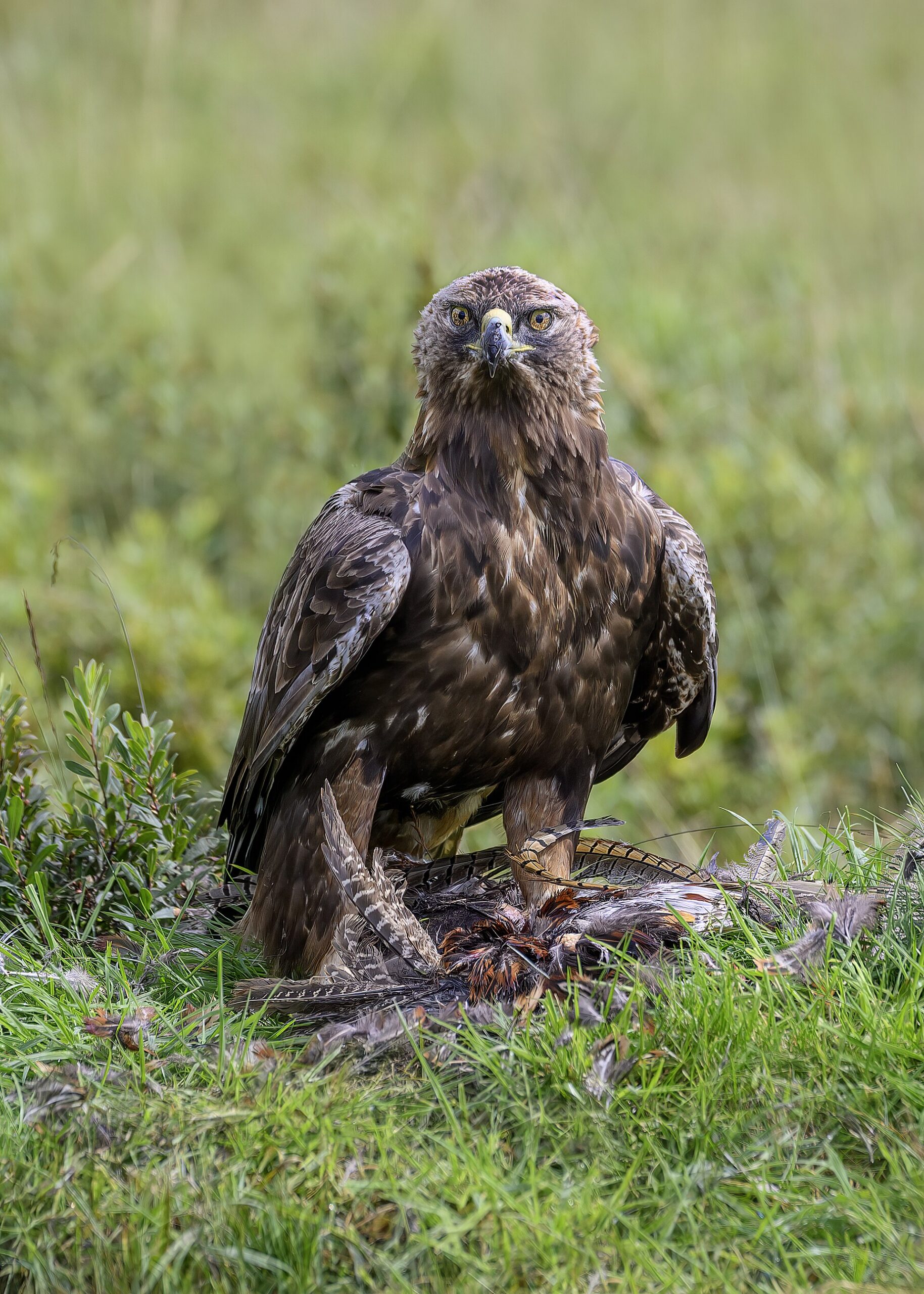 Majestic Golden Eagle ()