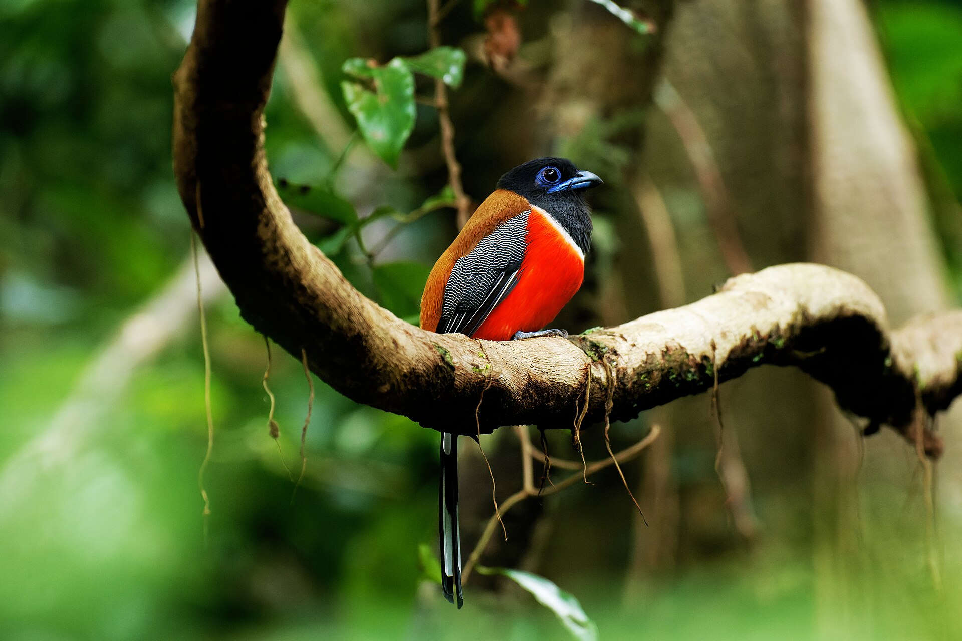 Malabar Trogon ()