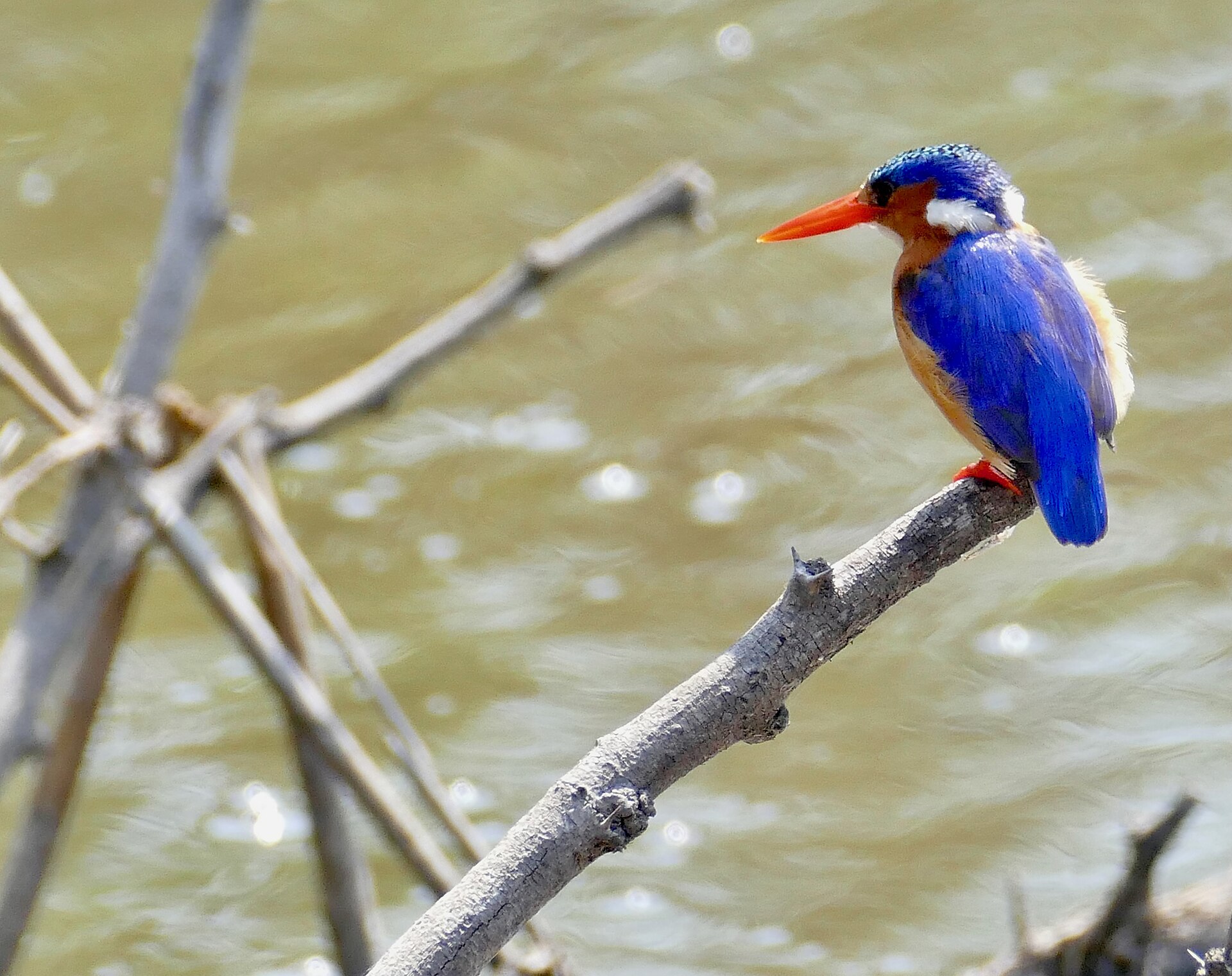 Malachite Kingfisher (Corythornis cristatus)