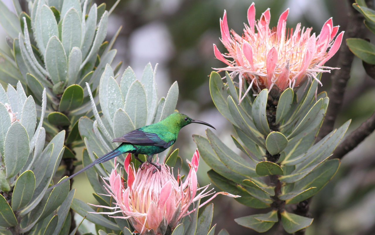 Malachite Sunbird (Nectarinia famosa)