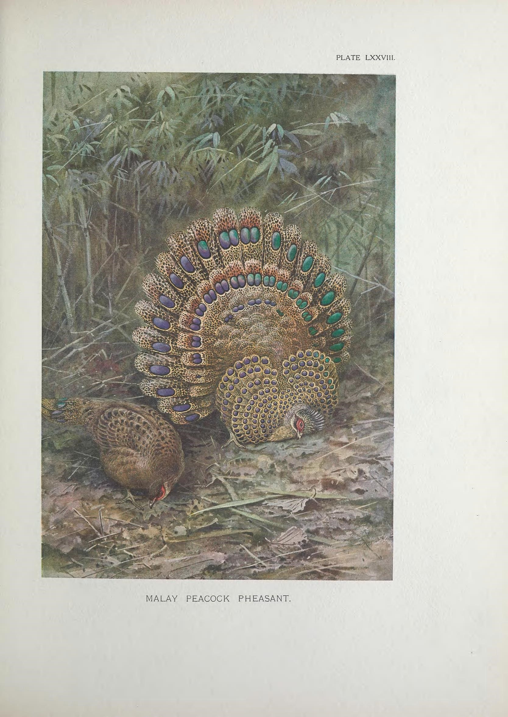 Malaysian Peacock-Pheasant (Polyplectron malacense)