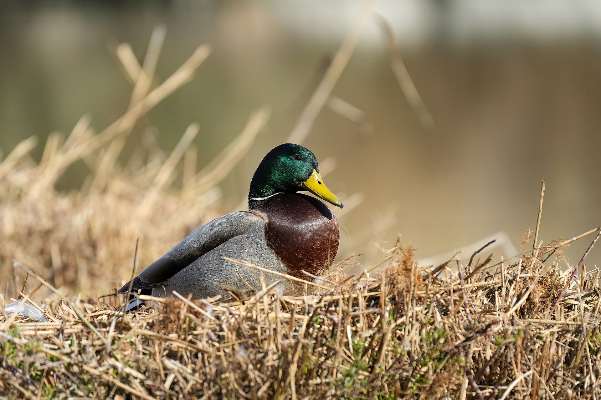 Male Mallard (Anas platyrhynchos)