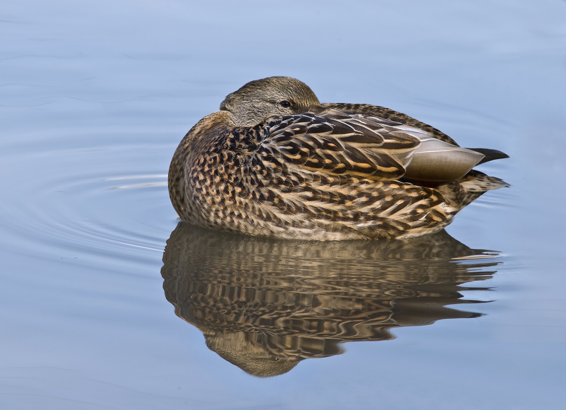 Mallard Duck Mallard Duck (Anas platyrhynchos)