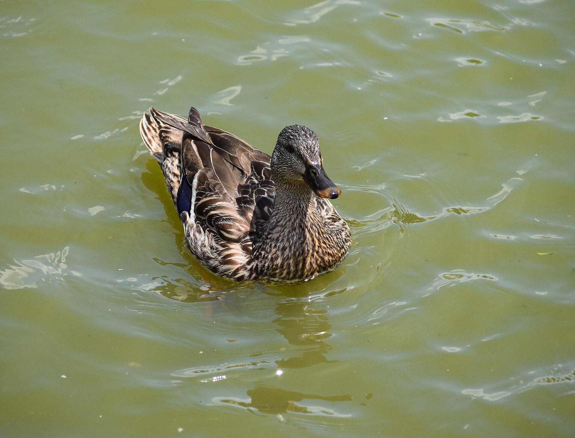 Mallard (Anas platyrhynchos)