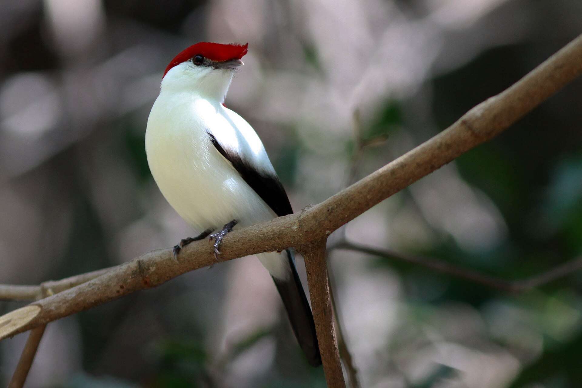 Manakin (Antilophia galeata)