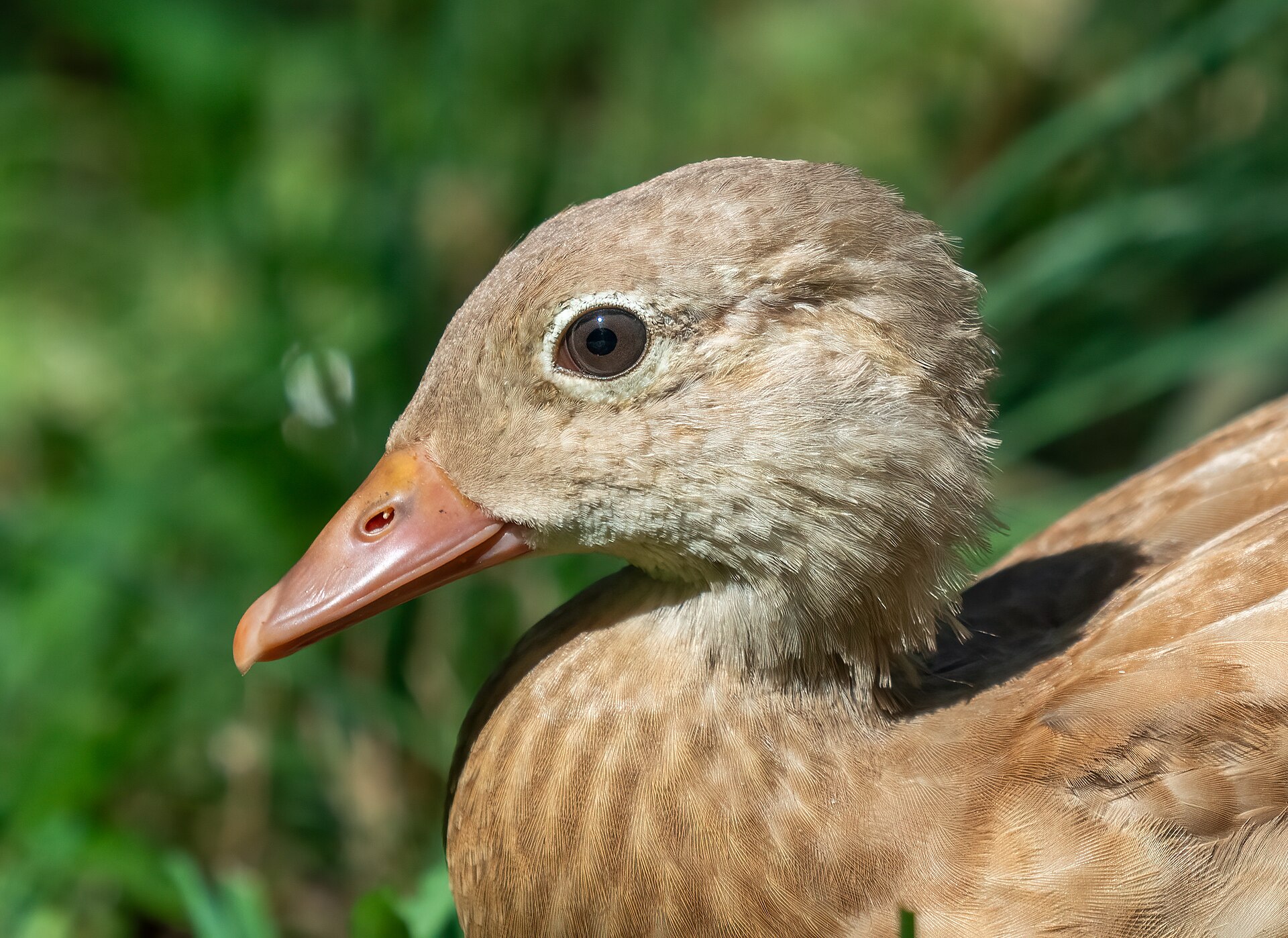 Mandarin Duck (Aix galericulata)