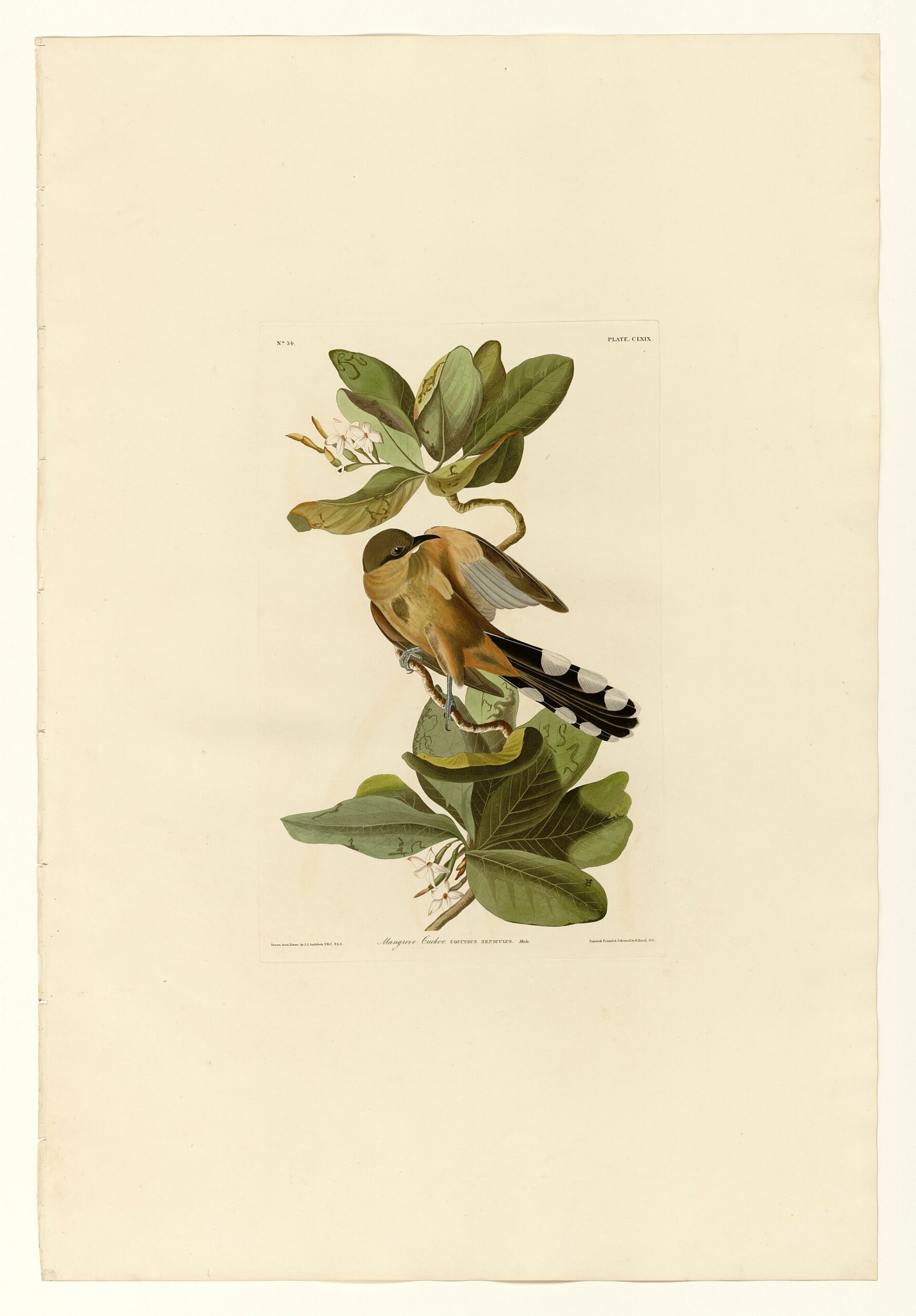 Mangrove Cuckoo (Coccyzus minor)