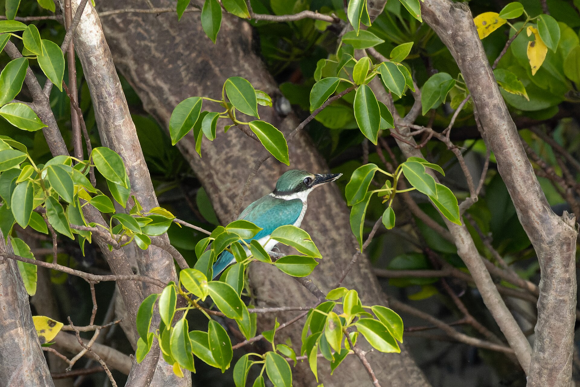 Mangrove Kingfisher Mangrove Kingfisher (Halcyon senegaloides)