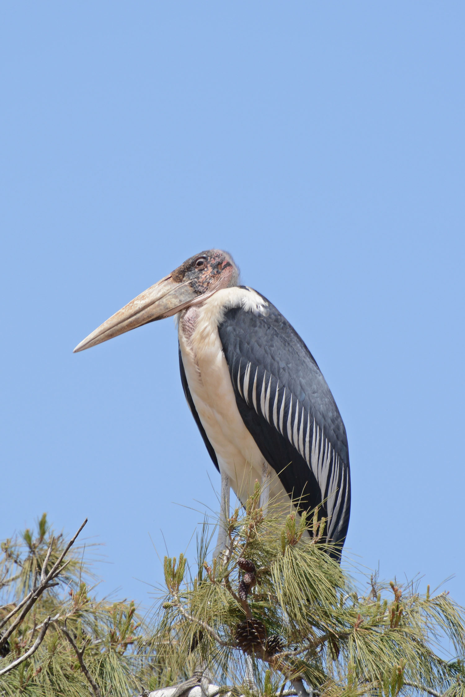 Marabou Stork (Leptoptilos crumenifer)