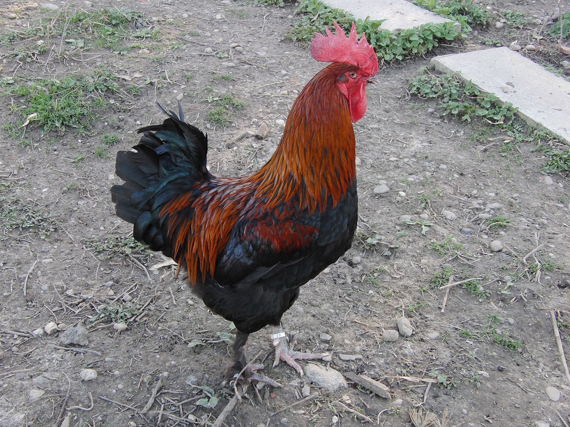 Marans Chicken ()