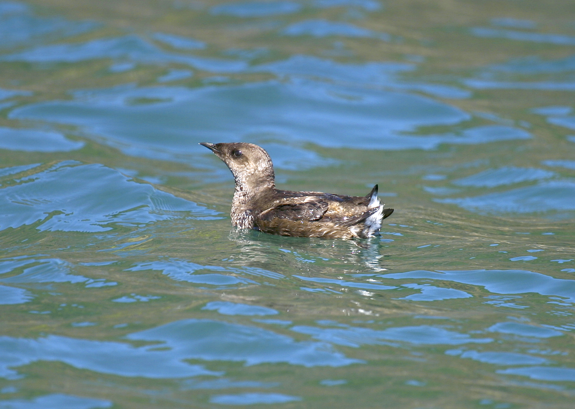 Marbled Murrelet (Brachyramphus marmoratus)