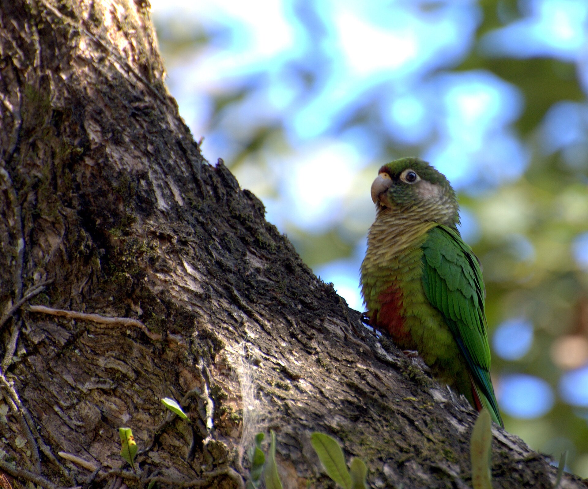 Maroon-Bellied Conure (Pyrrhura frontalis)