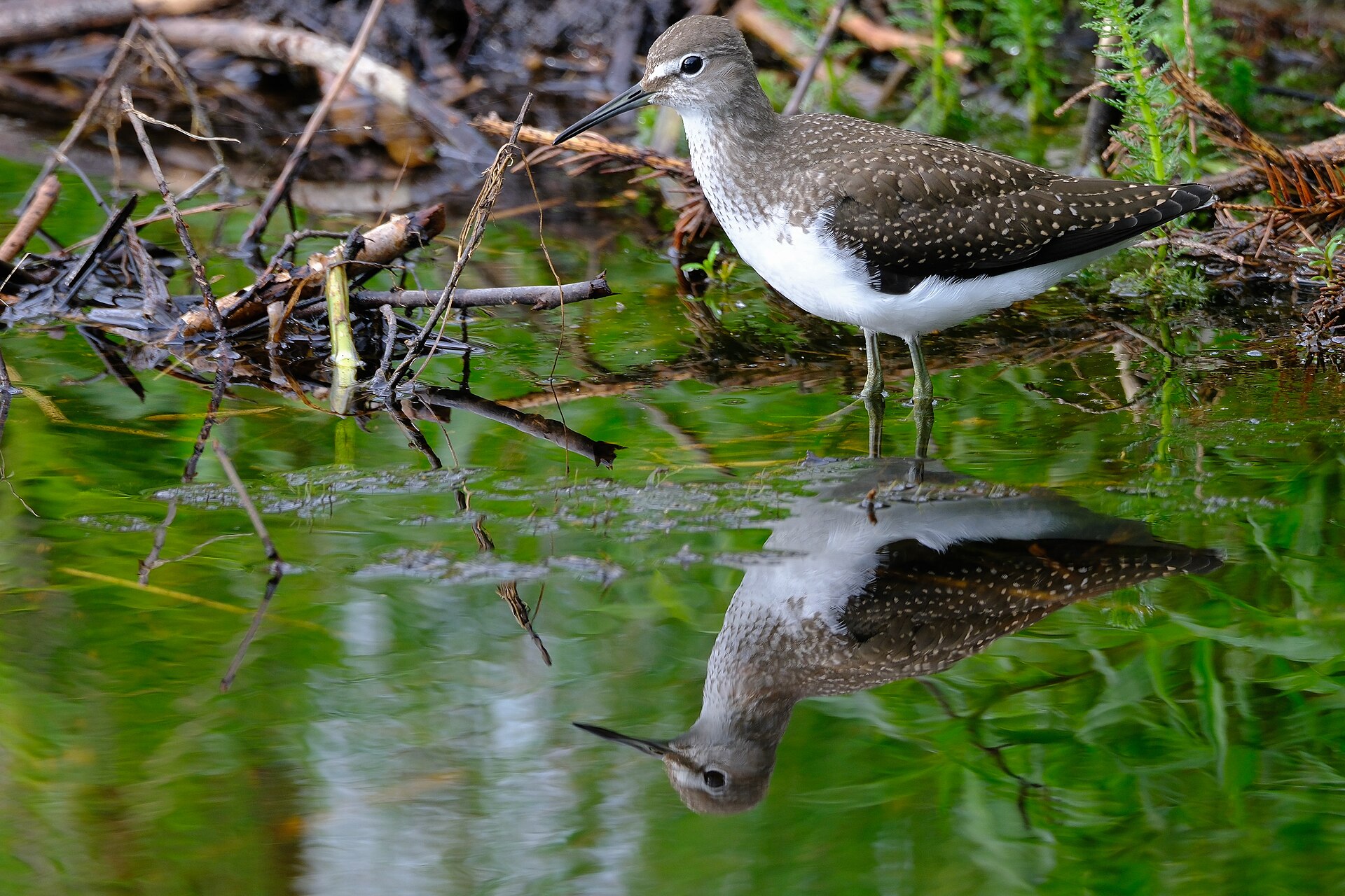 Marsh Sandpipers Profile (Tringa ochropus)