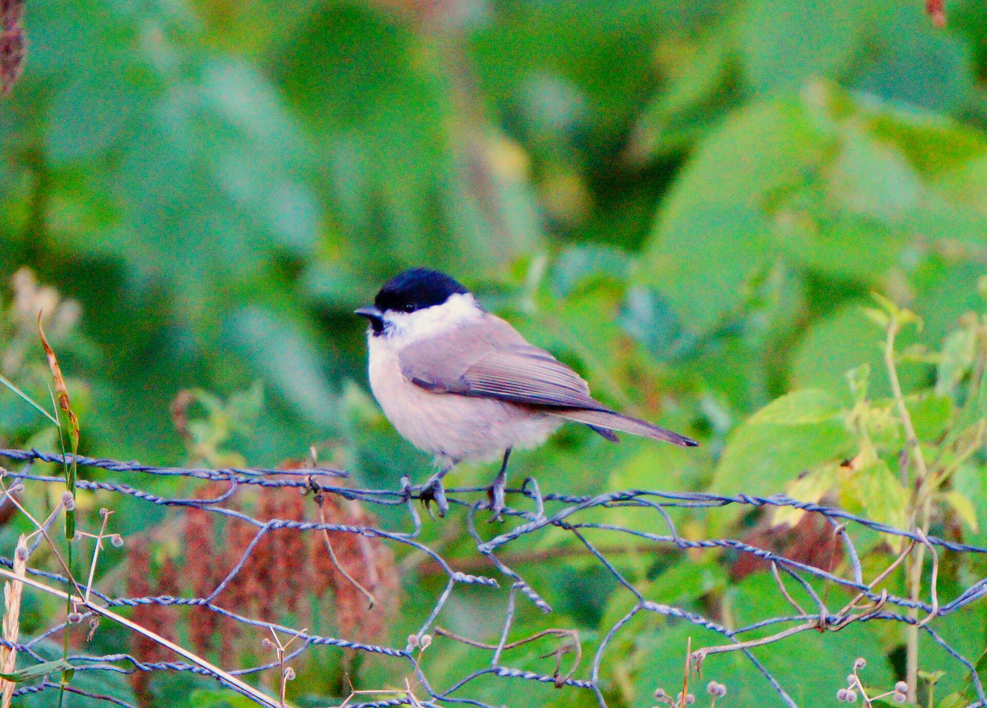 Marsh Tit (Poecile palustris)