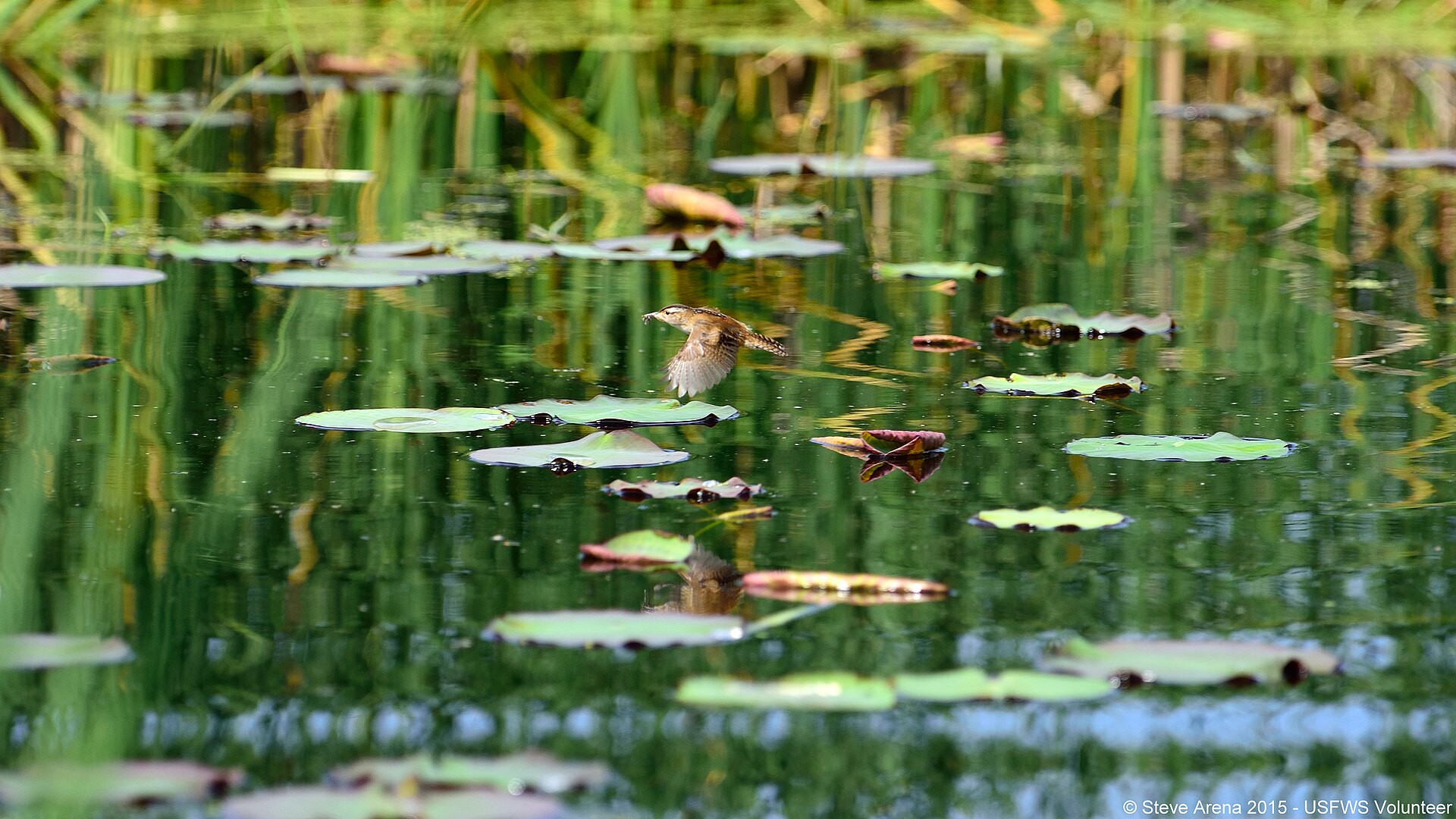 Marsh Wren Marsh Wren ()