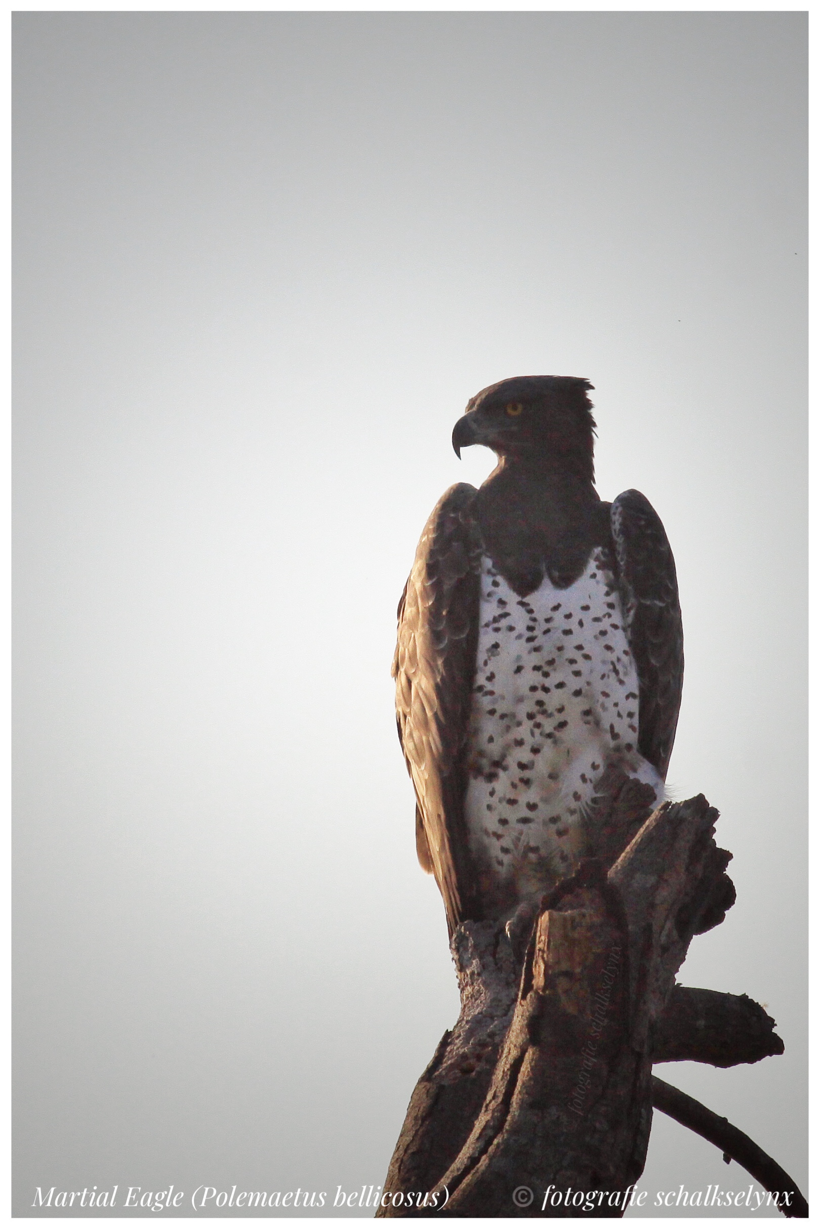 Martial Eagle (Polemaetus bellicosus)