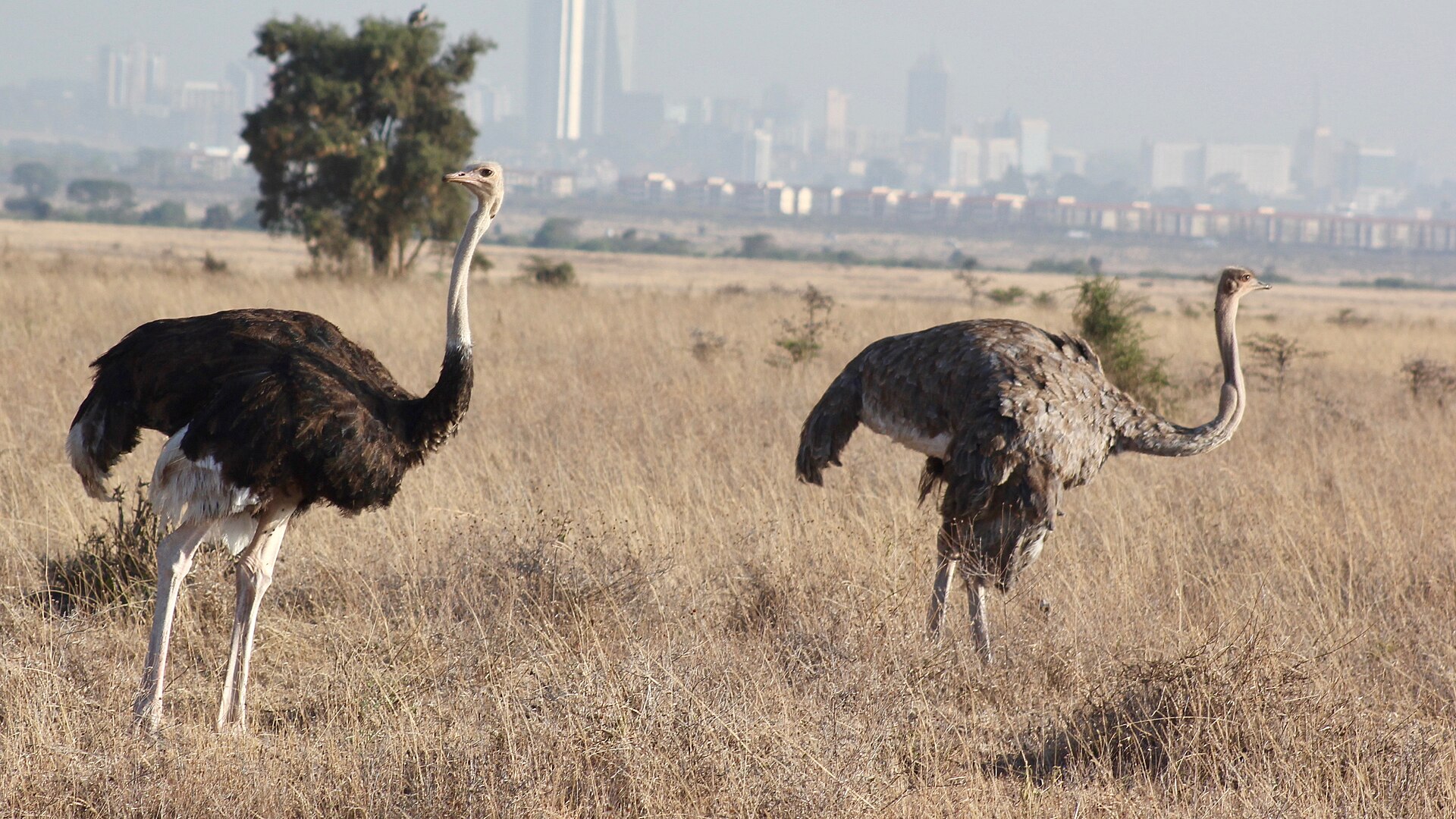Masai Ostrich Masai Ostrich (Struthio camelus)