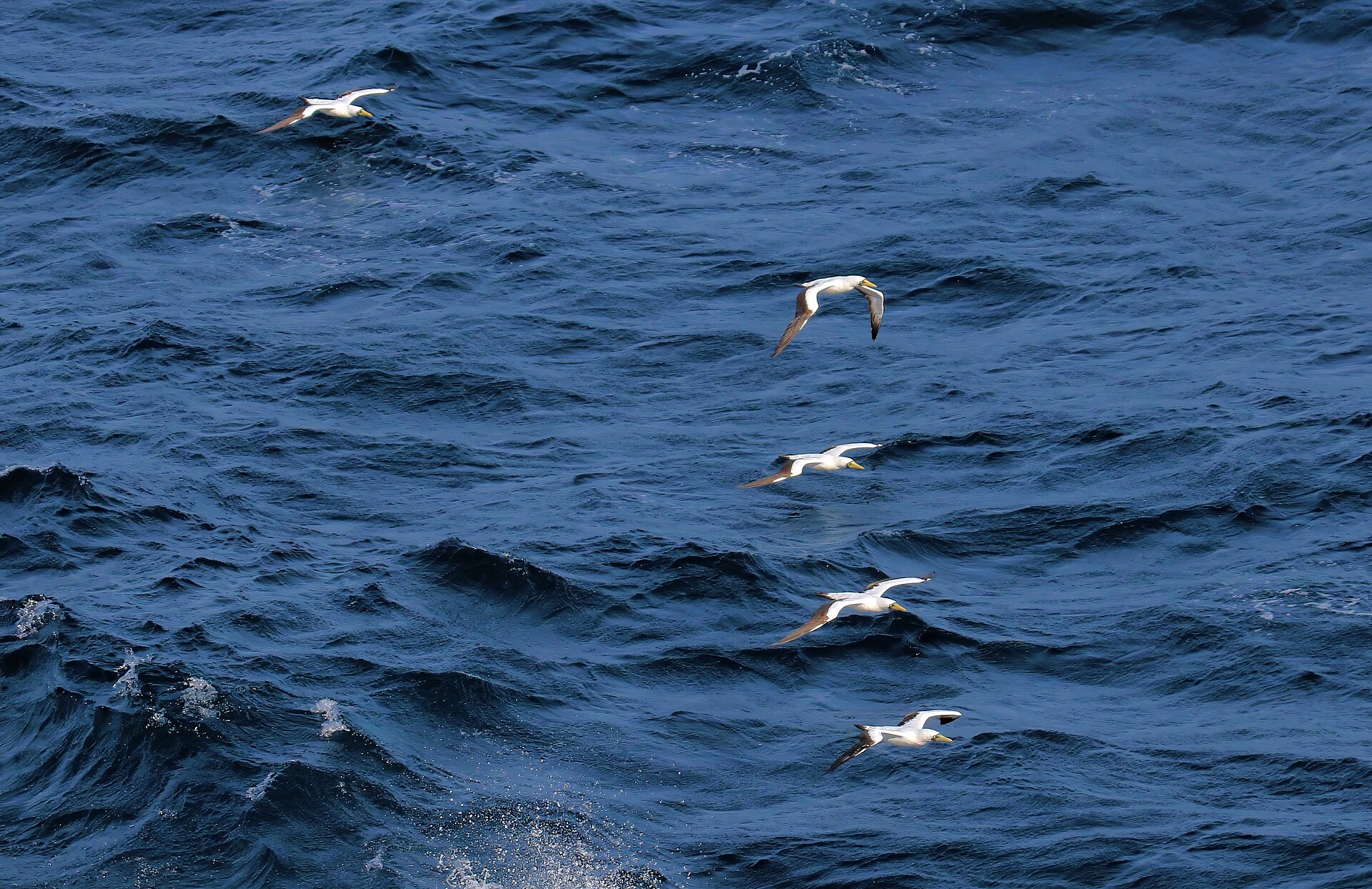 Masked Booby ()