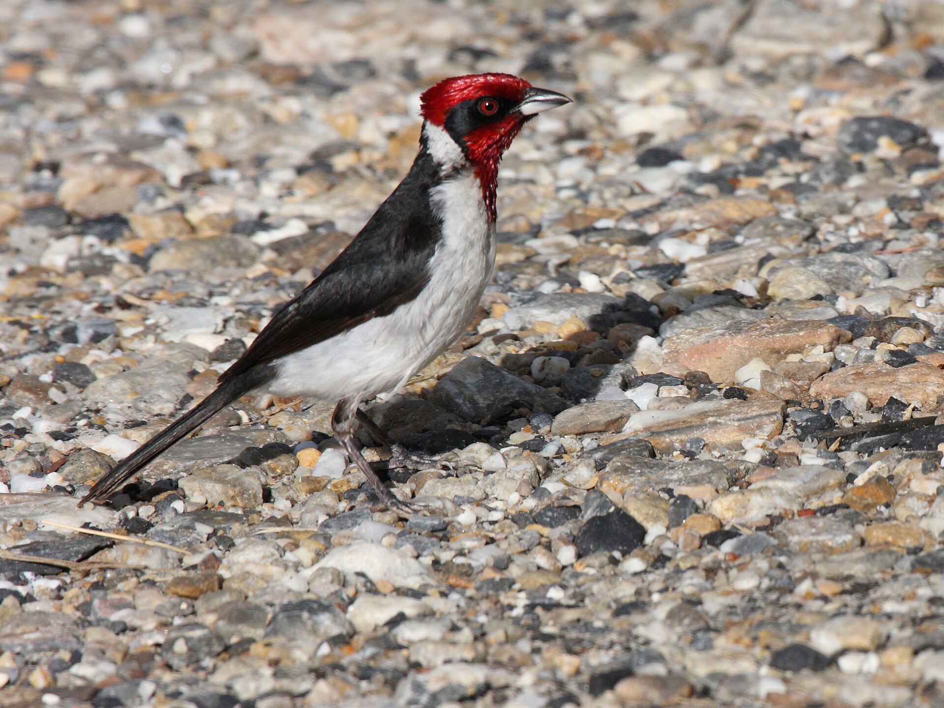 Masked Cardinal Masked Cardinal ()