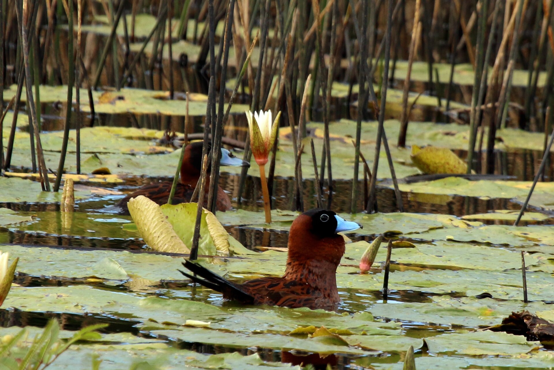 Masked Duck Masked Duck (Nomonyx dominicus)