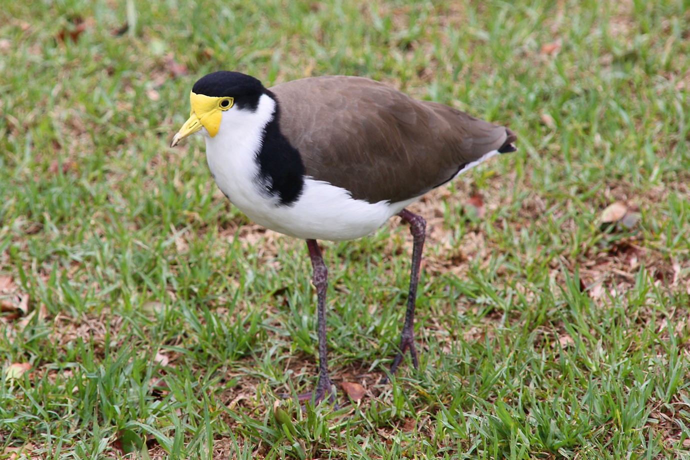 Masked Lapwing Masked Lapwing ()