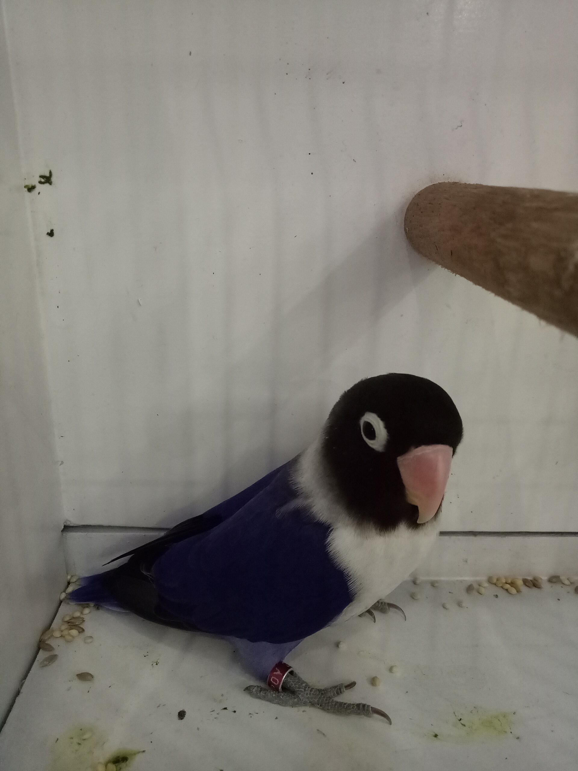 Masked Lovebird Masked Lovebird (Agapornis personata)