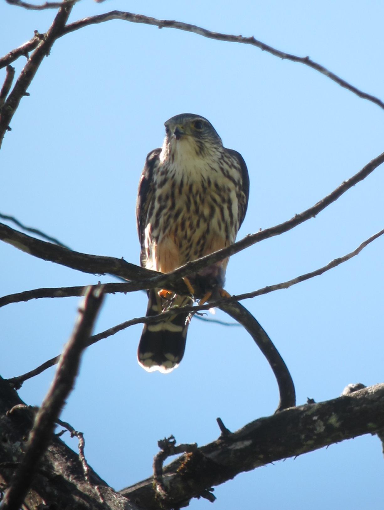 Merlin Falcon ()