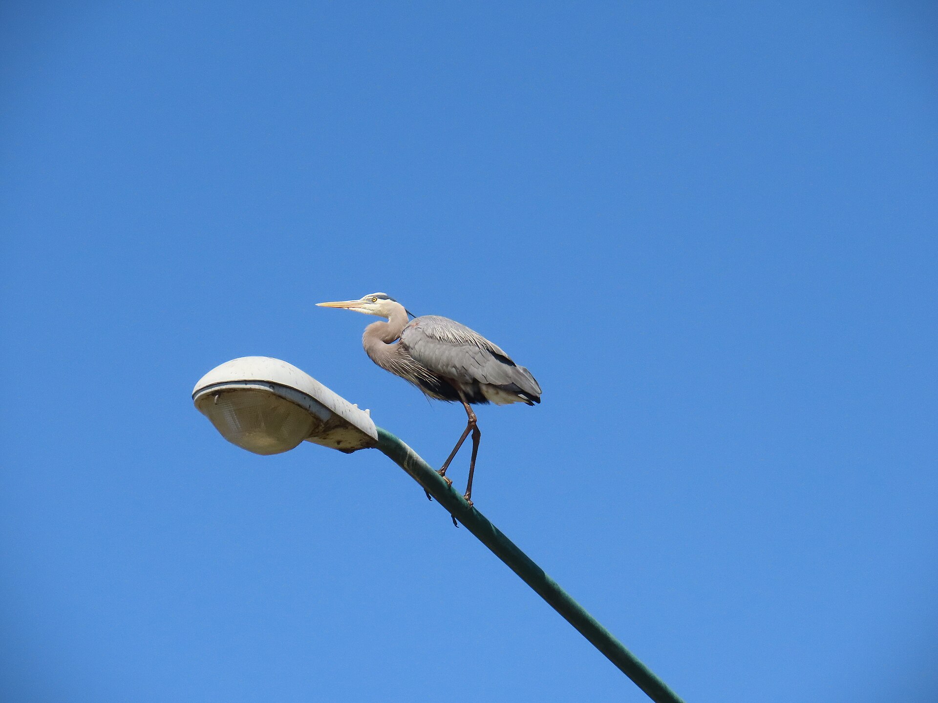 Mexican Heron (Tigrisoma mexicanum)