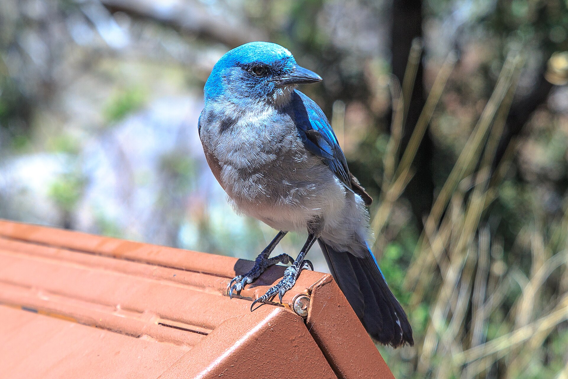 Mexican Jay (Aphelocoma wollweberi)