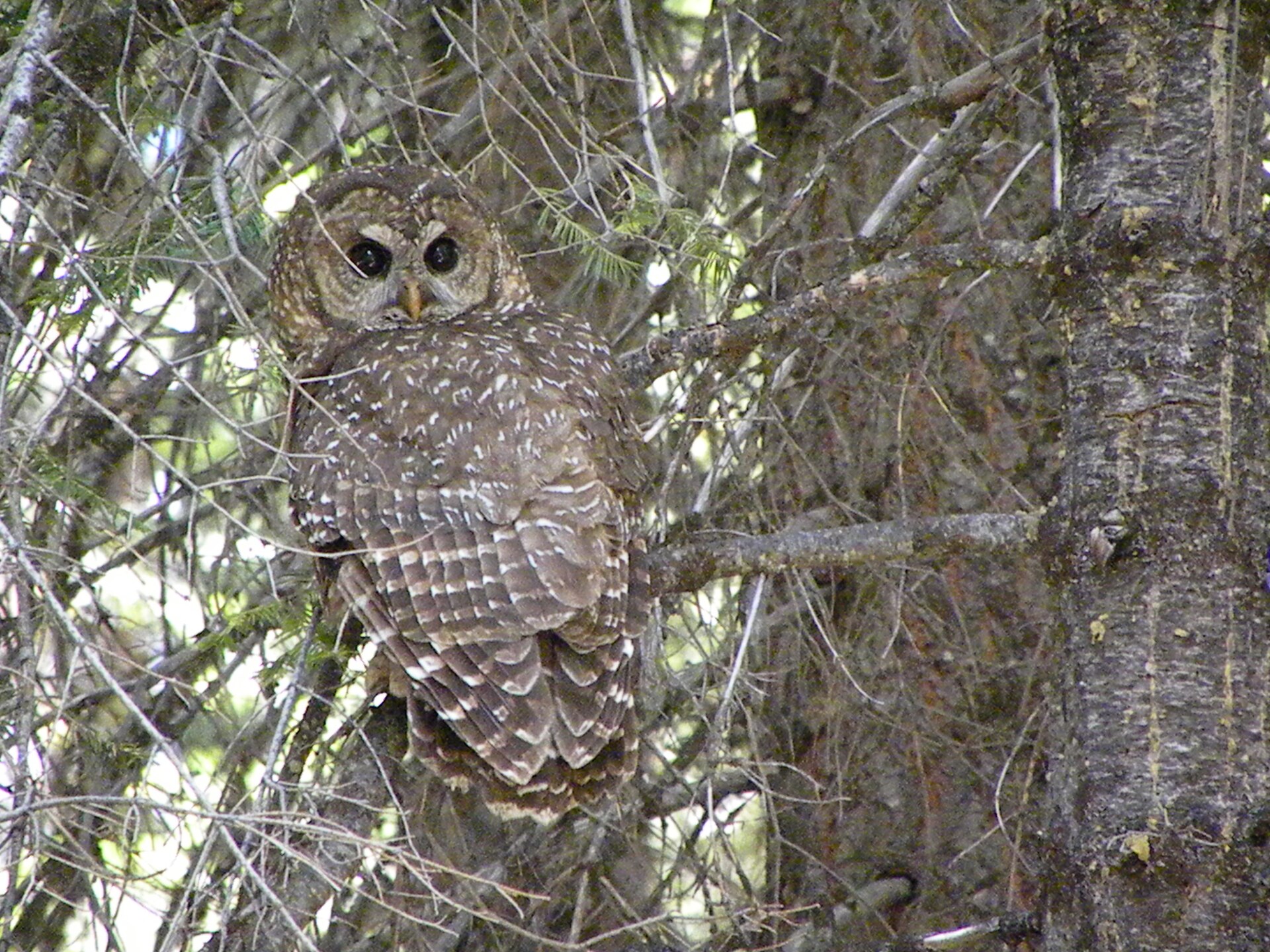 Mexican Spotted Owl (Strix occidentalis)