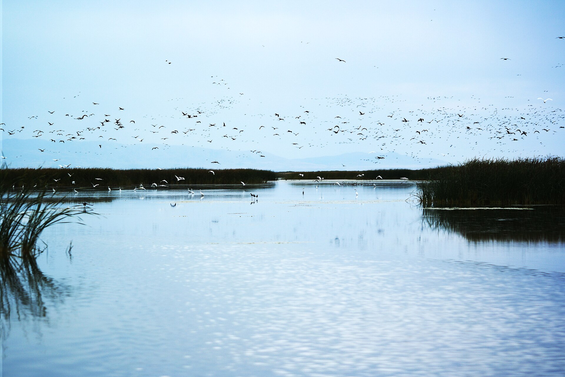 Migratory Bird ()