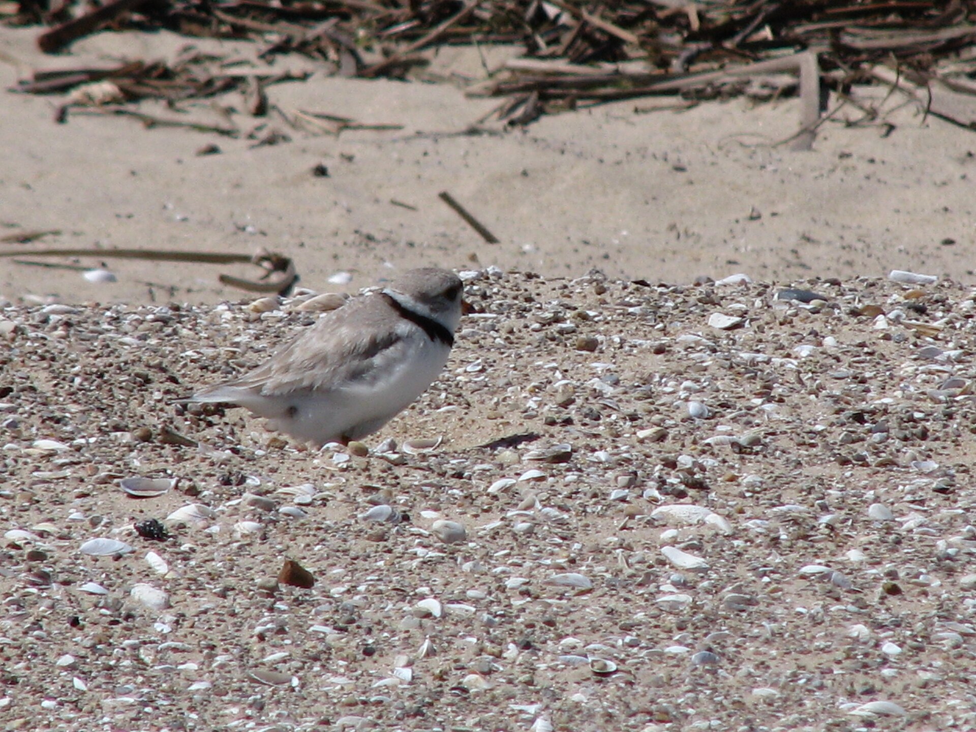 Migratory Piping Plover ()