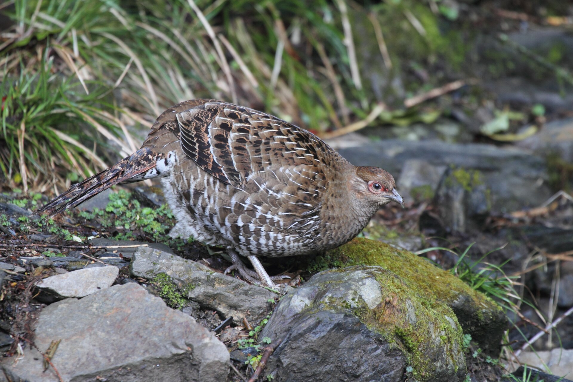 Mikado Pheasant Mikado Pheasant ()
