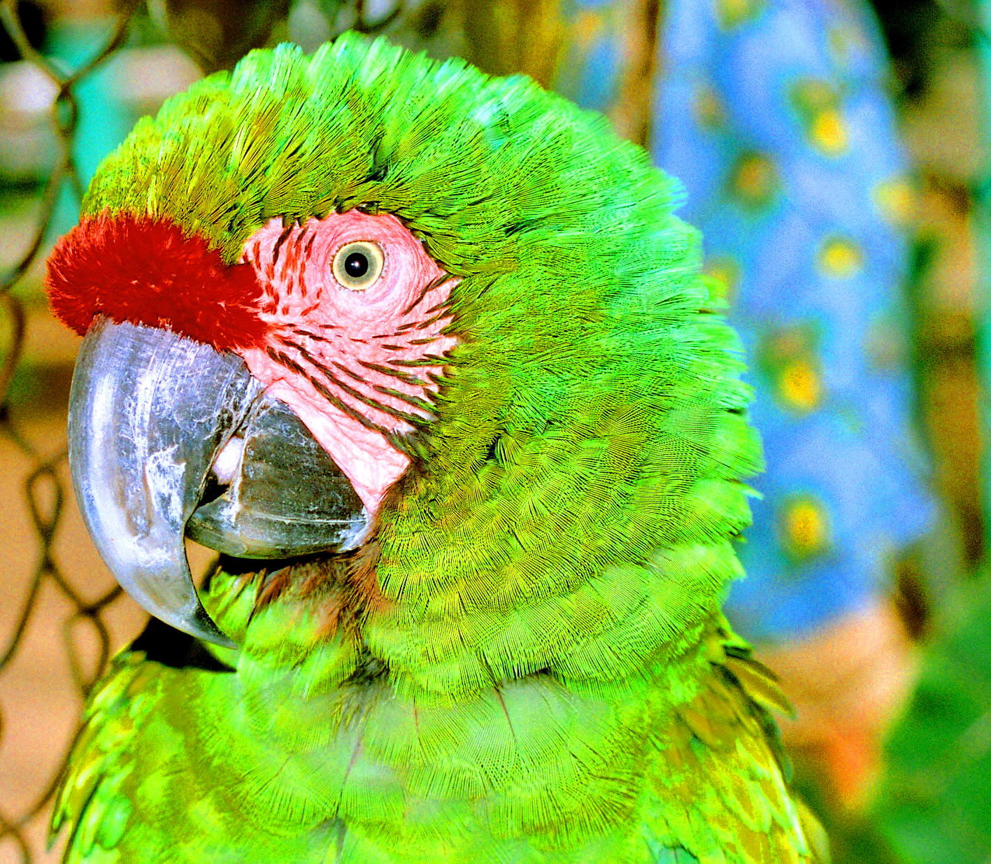 Military Macaw (Ara militaris)