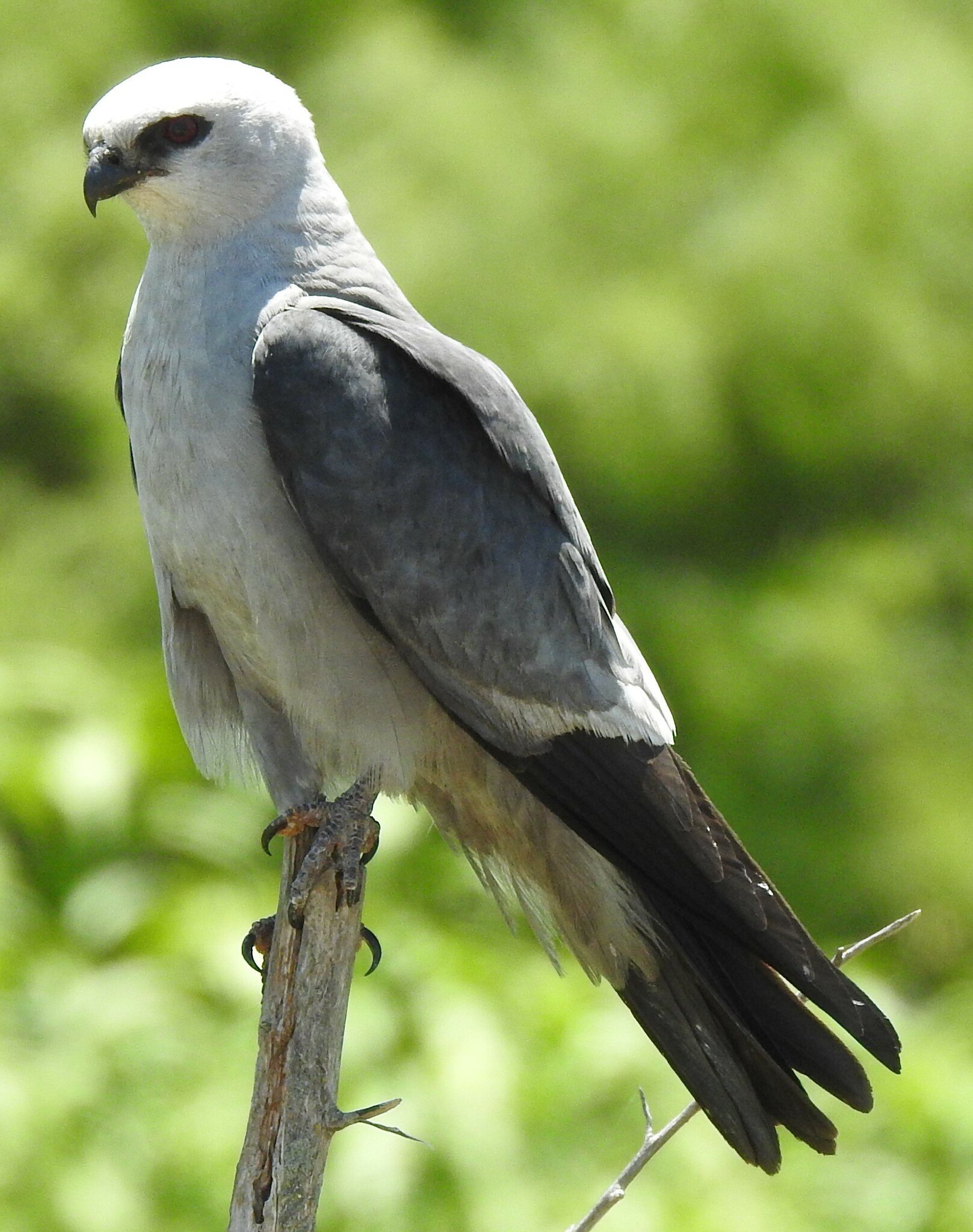 mississippi kite