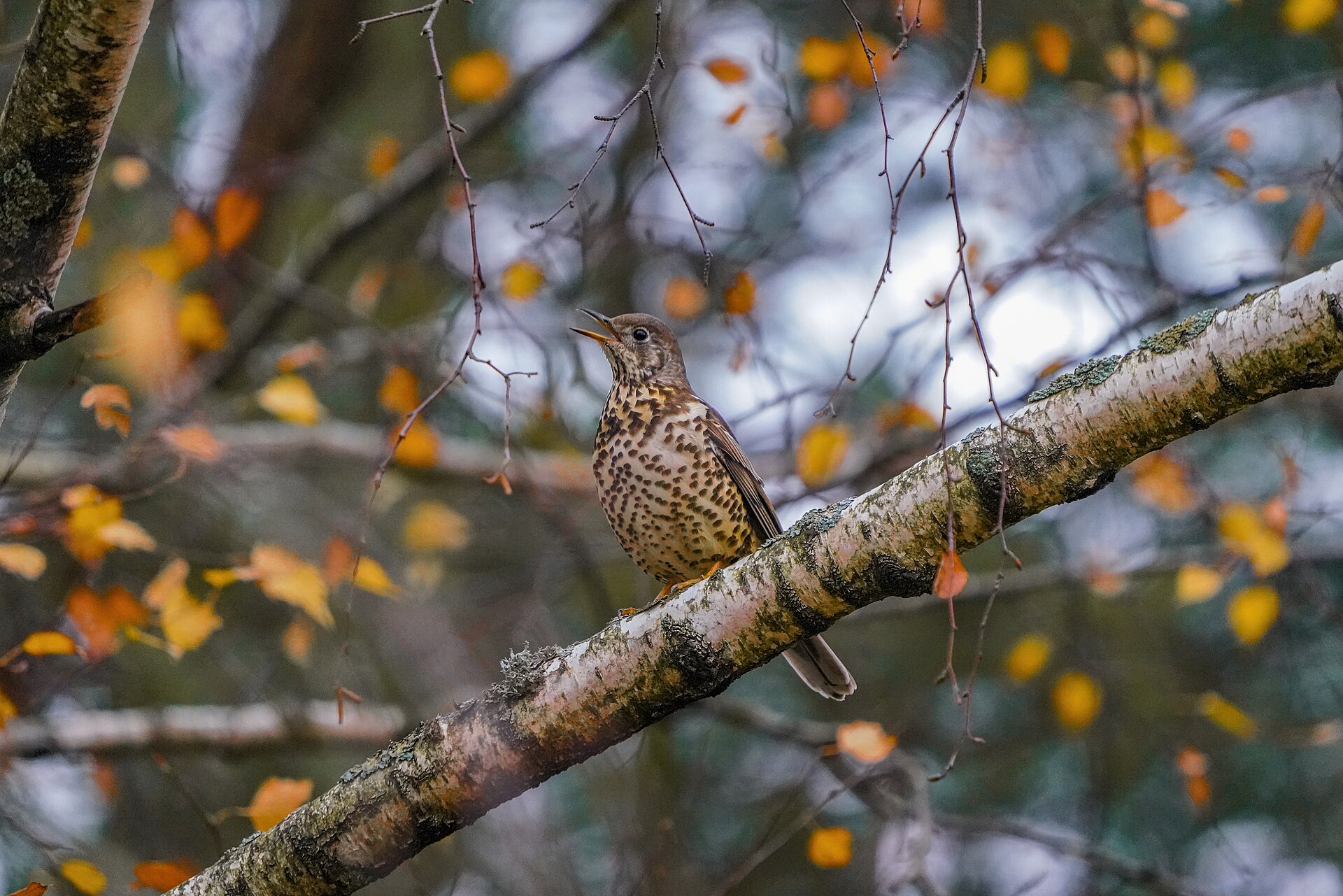 Mistle Thrush (Calidris maritima)