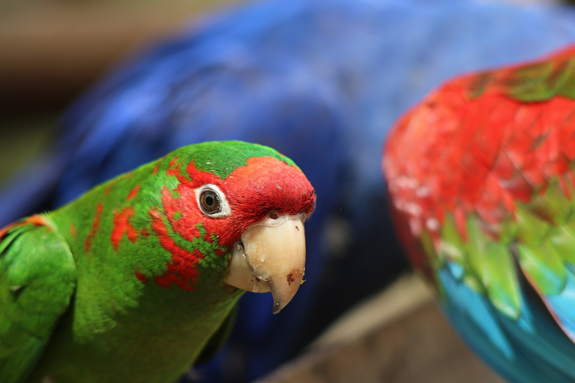 Mitred Conure (Psittacara mitrata)