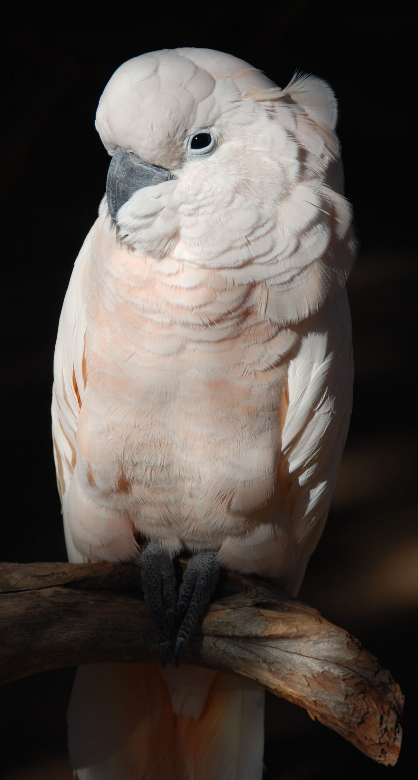 Moluccan Cockatoo ()