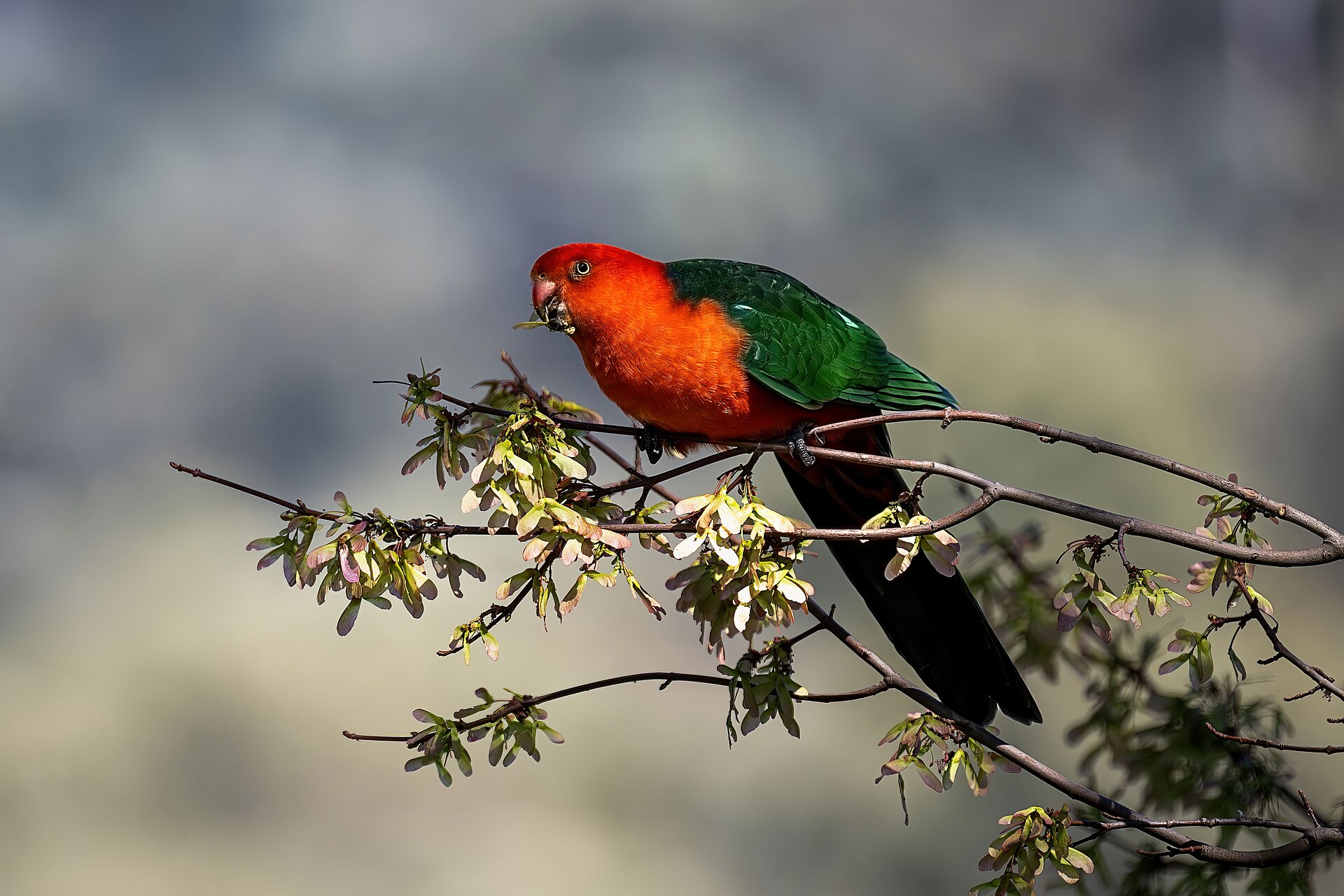 Moluccan King Parrot Moluccan King Parrot ()