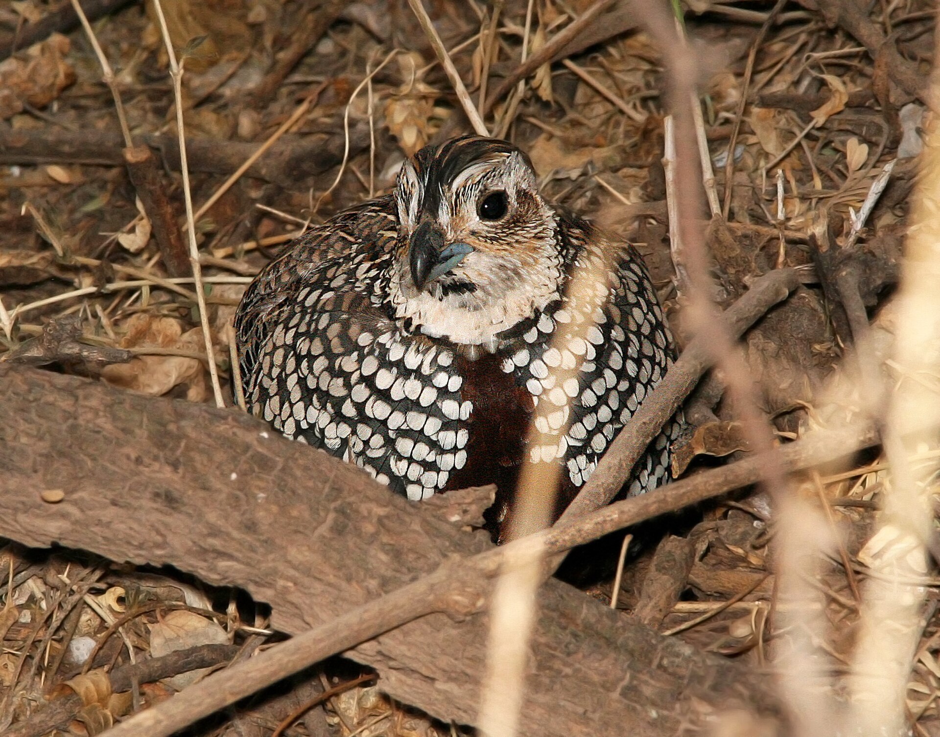 Montezuma Quail (Cyrtonyx montezumae)
