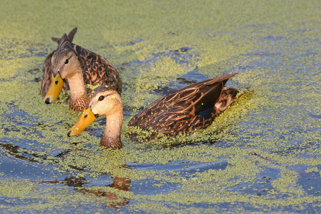 Mottled Duck Mottled Duck ()