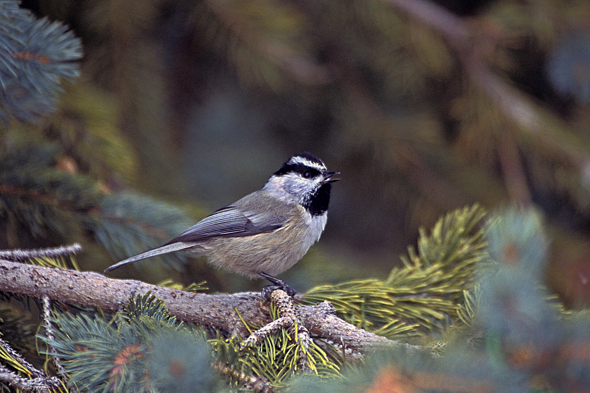 Mountain Chickadee ()