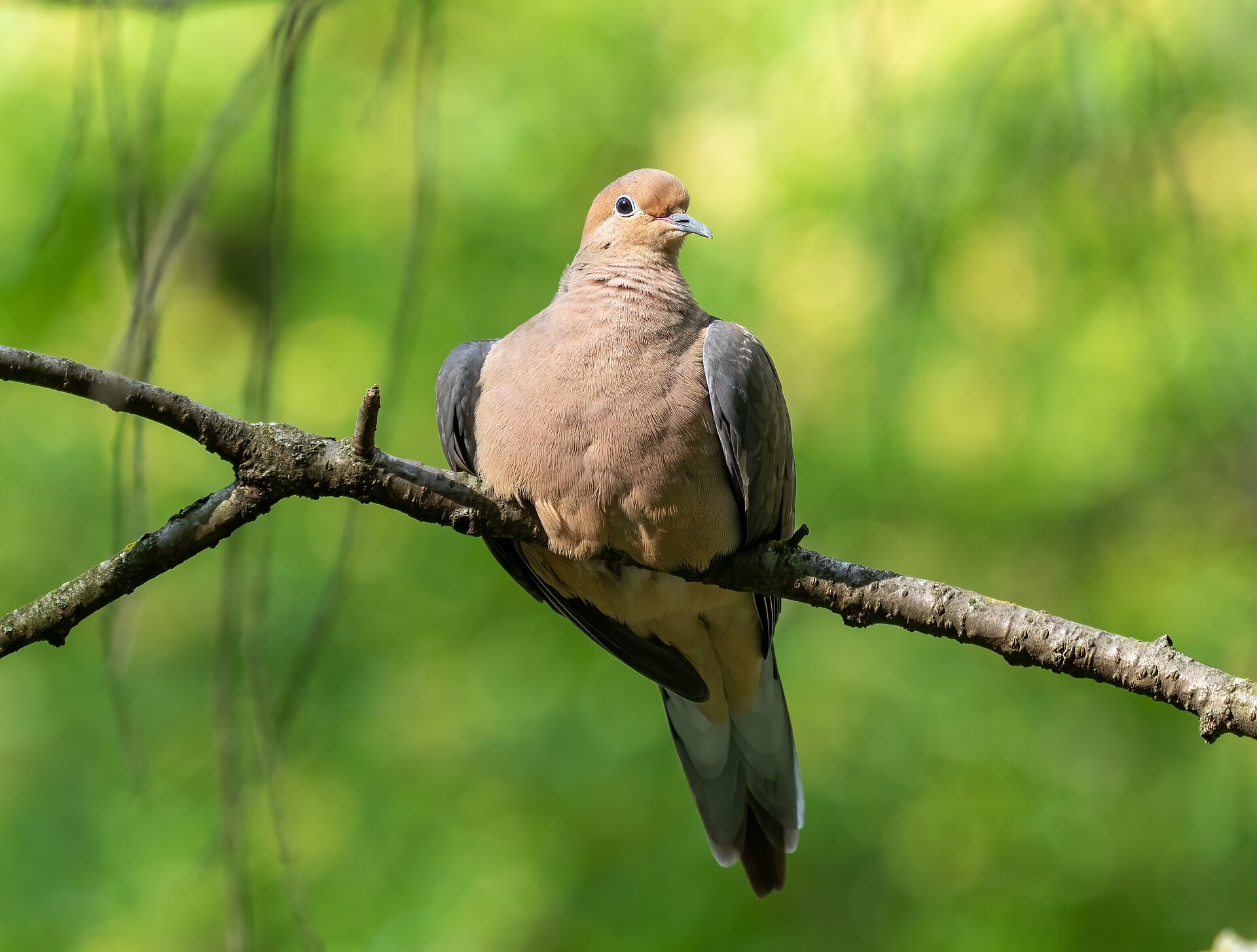 Mourning Dove Feature ()