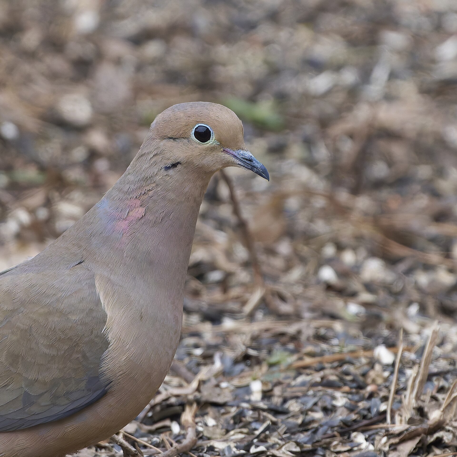 Mourning Dove Mourning Dove ()
