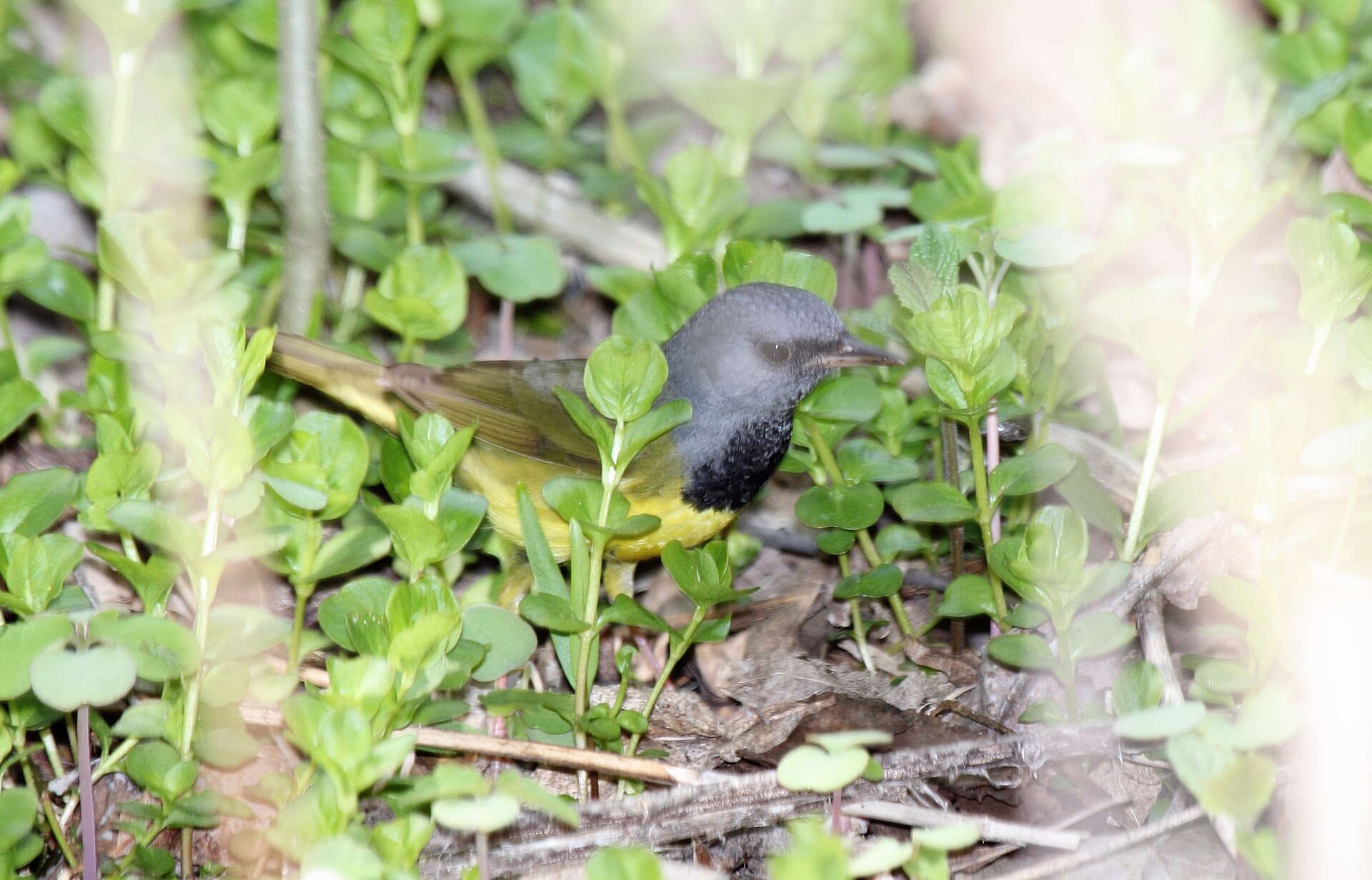 Mourning Warbler (Geothlypis philadelphia)