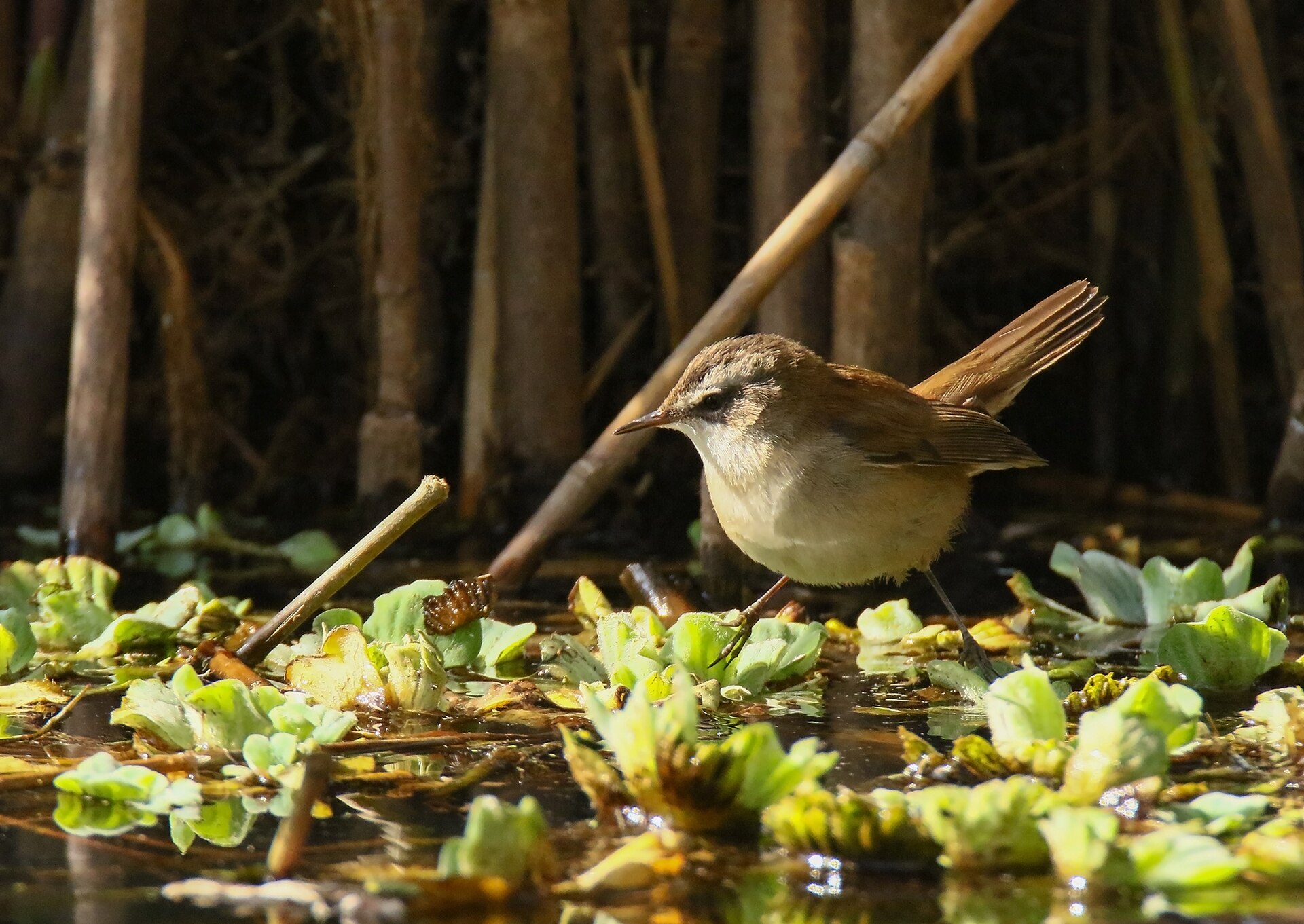 Moustached Warbler (Acrocephalus melanopogon)